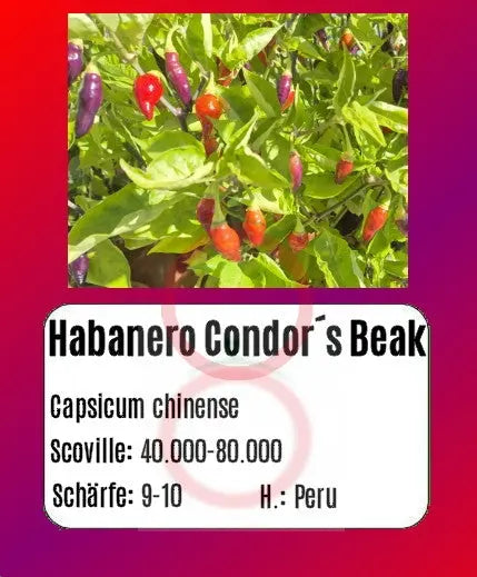 Habanero Condors Beak DER TOMATENFLÜSTERER
