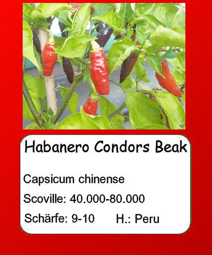 Habanero Condors Beak DER TOMATENFLÜSTERER