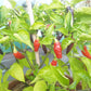 Habanero Condors Beak DER TOMATENFLÜSTERER