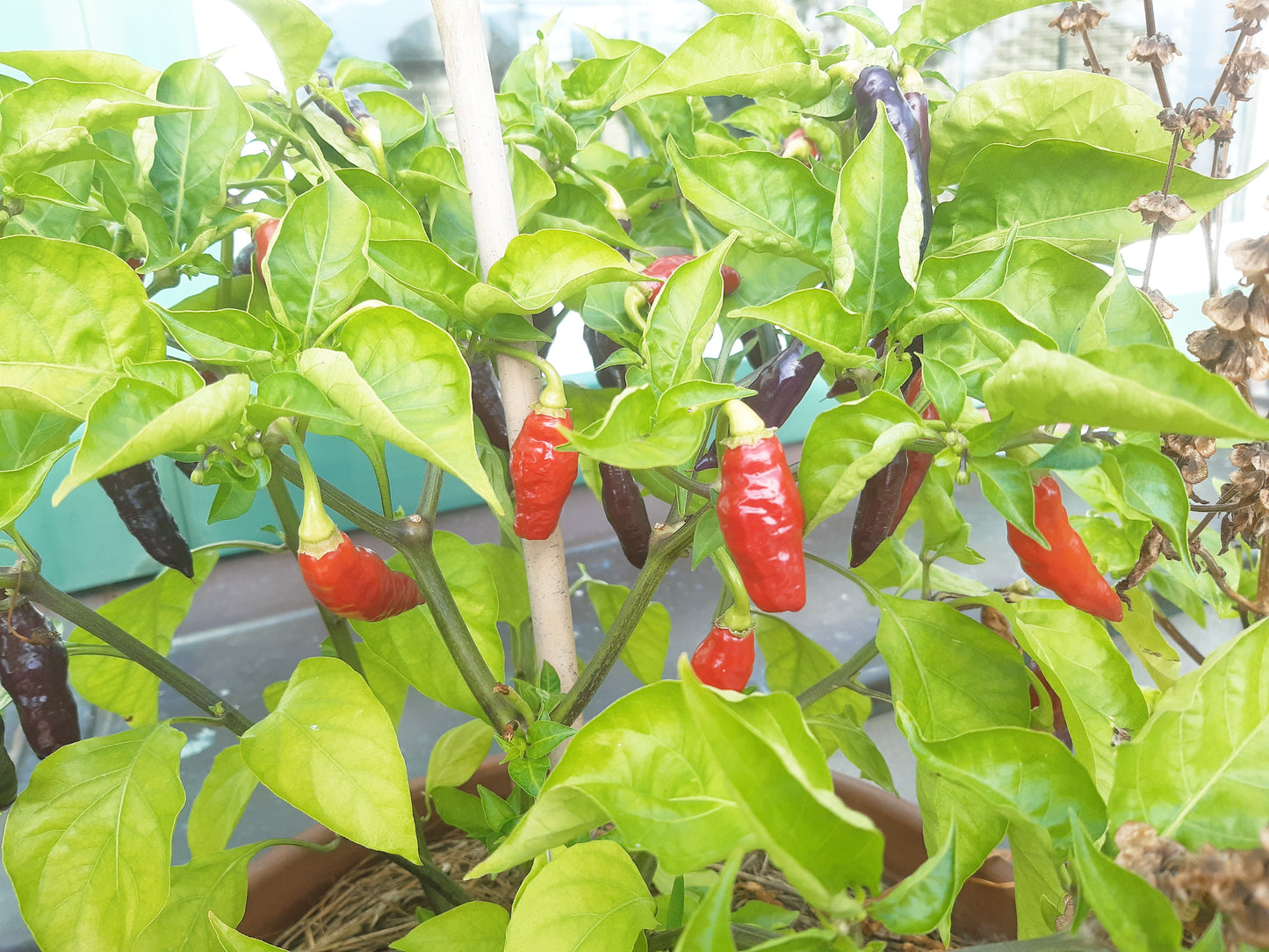Habanero Condors Beak DER TOMATENFLÜSTERER
