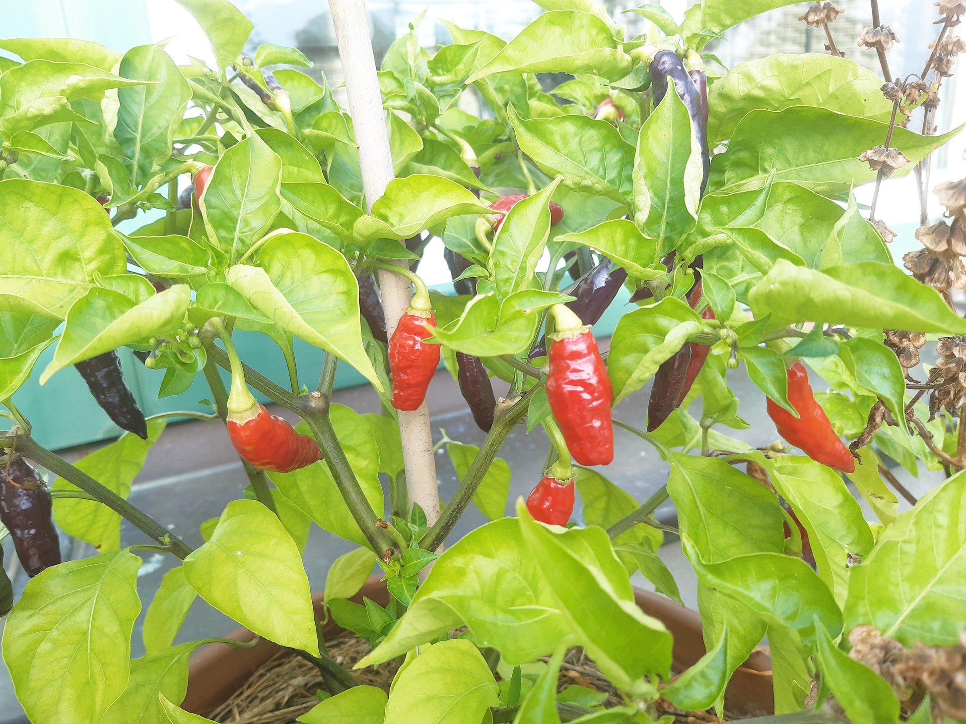Habanero Condors Beak DER TOMATENFLÜSTERER