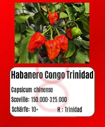 Habanero Congo Trinidad DER TOMATENFLÜSTERER