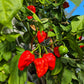 Habanero Congo Trinidad DER TOMATENFLÜSTERER