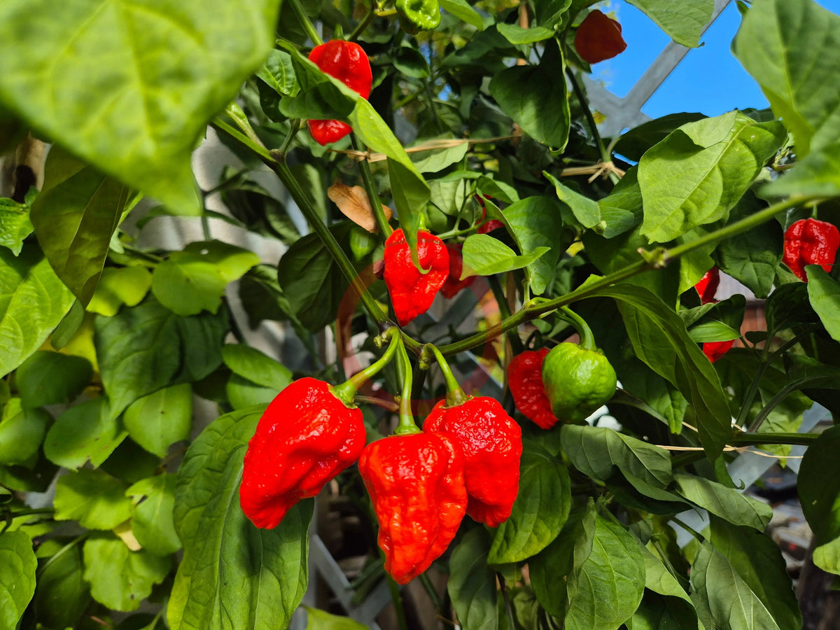 Habanero Congo Trinidad DER TOMATENFLÜSTERER