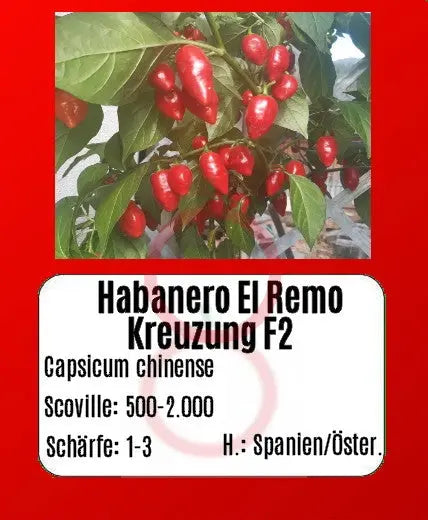 Habanero El Remo F2 DER TOMATENFLÜSTERER