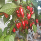 Habanero El Remo F2 DER TOMATENFLÜSTERER
