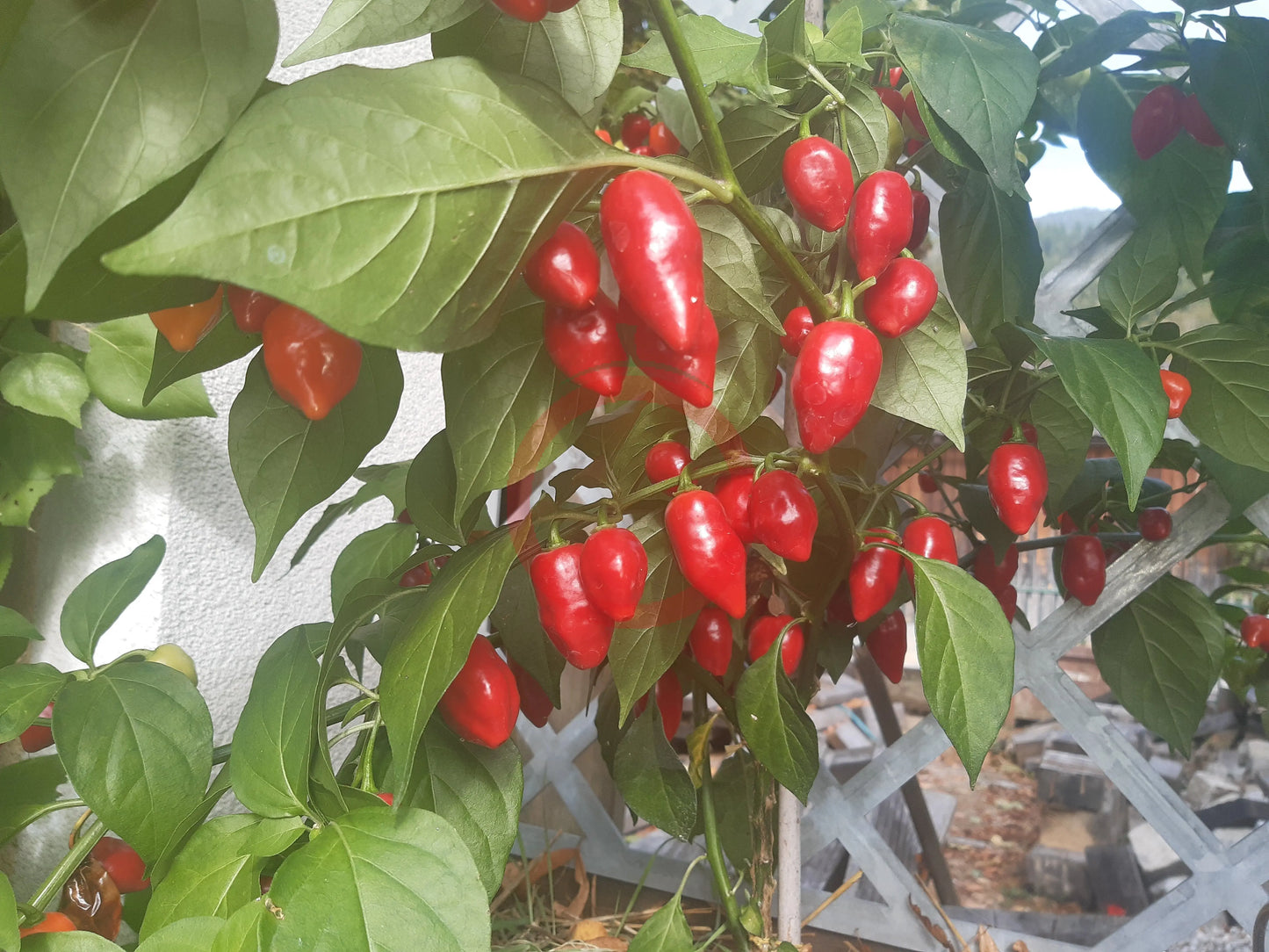 Habanero El Remo F2 DER TOMATENFLÜSTERER