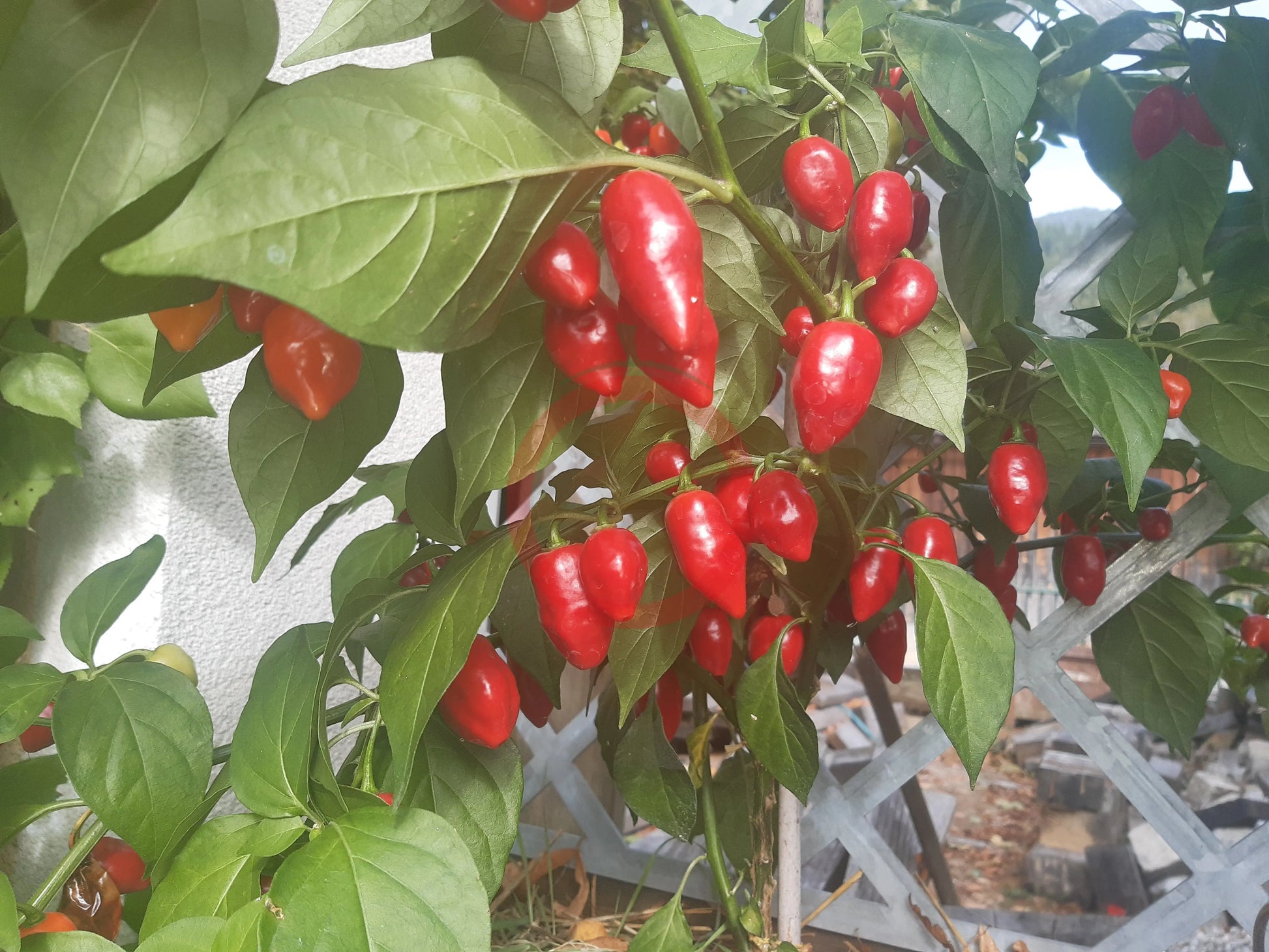 Habanero El Remo F2 DER TOMATENFLÜSTERER