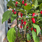 Habanero El Remo F5 DER TOMATENFLÜSTERER