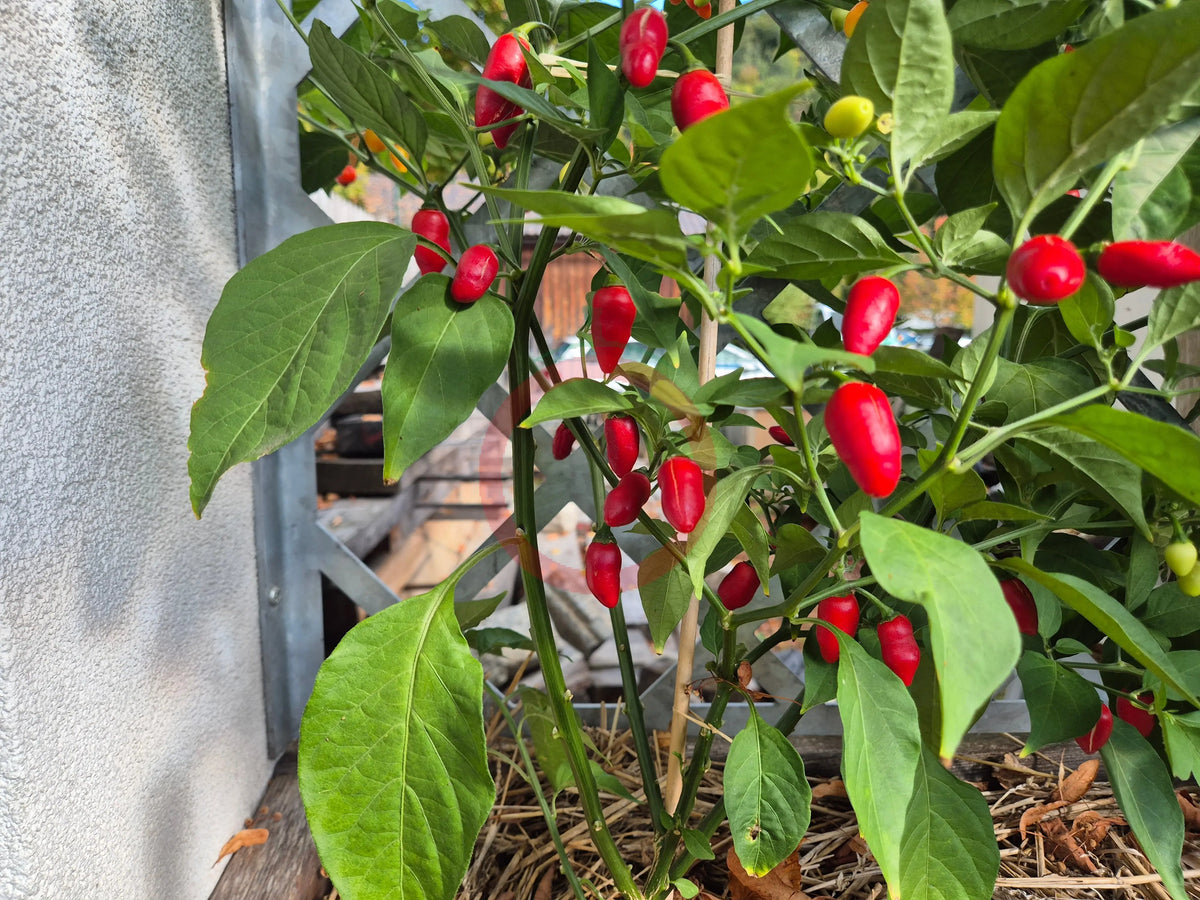 Habanero El Remo F5 DER TOMATENFLÜSTERER
