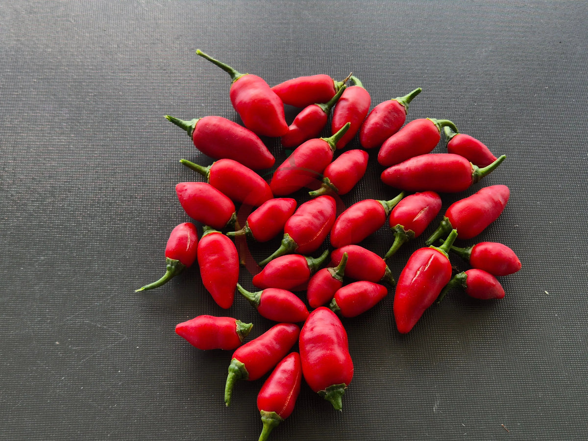 Habanero El Remo F5 DER TOMATENFLÜSTERER