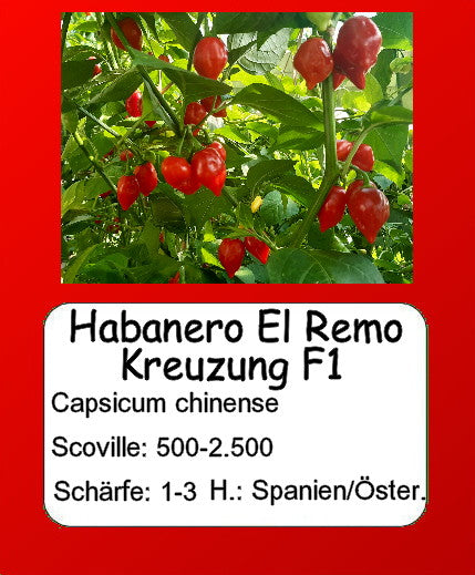 Habanero El Remo Kreuzung F1 DER TOMATENFLÜSTERER