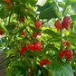 Habanero El Remo Kreuzung F1 DER TOMATENFLÜSTERER