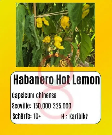Habanero Hot Lemon DER TOMATENFLÜSTERER