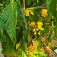 Habanero Hot Lemon DER TOMATENFLÜSTERER