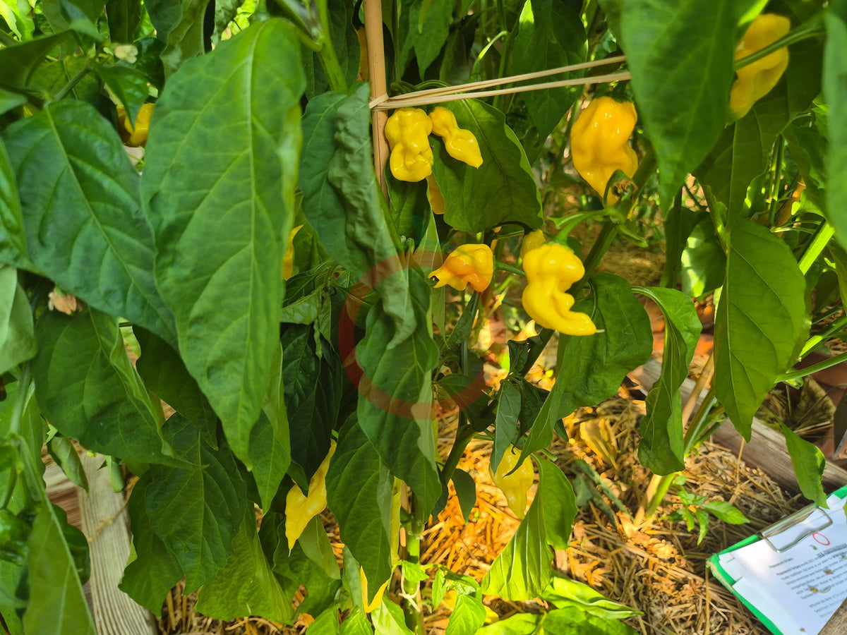 Habanero Hot Lemon DER TOMATENFLÜSTERER