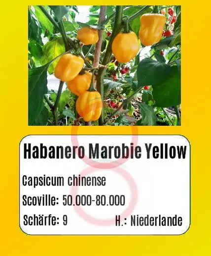 Habanero Marobie Yellow DER TOMATENFLÜSTERER