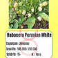 Habanero Peruvian White DER TOMATENFLÜSTERER