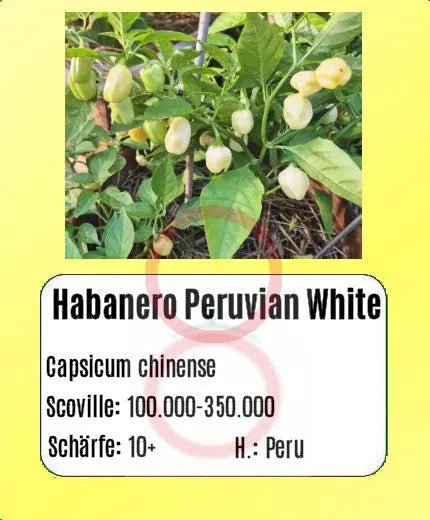 Habanero Peruvian White DER TOMATENFLÜSTERER
