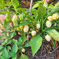 Habanero Peruvian White DER TOMATENFLÜSTERER