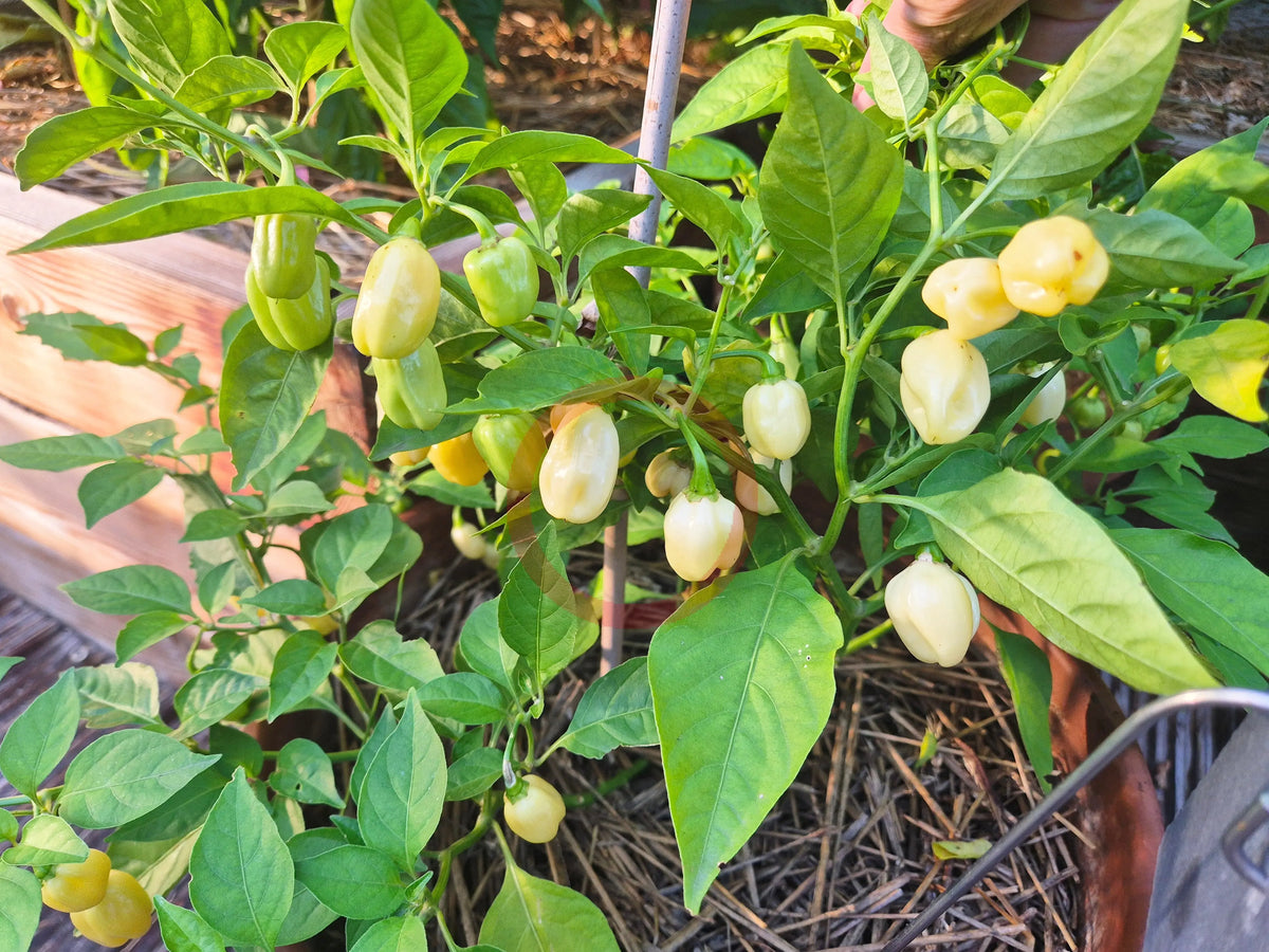 Habanero Peruvian White DER TOMATENFLÜSTERER
