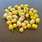 Habanero Peruvian White DER TOMATENFLÜSTERER