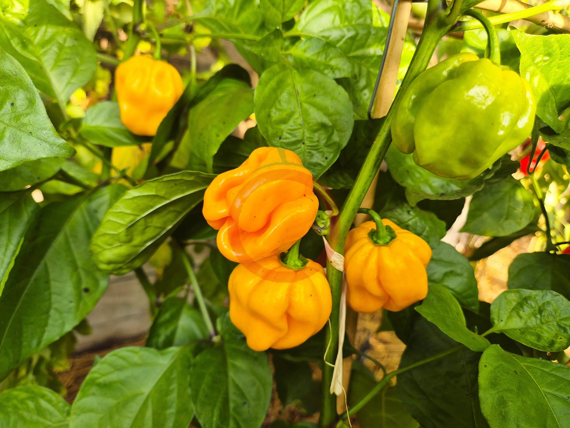 Habanero Tabaquite DER TOMATENFLÜSTERER