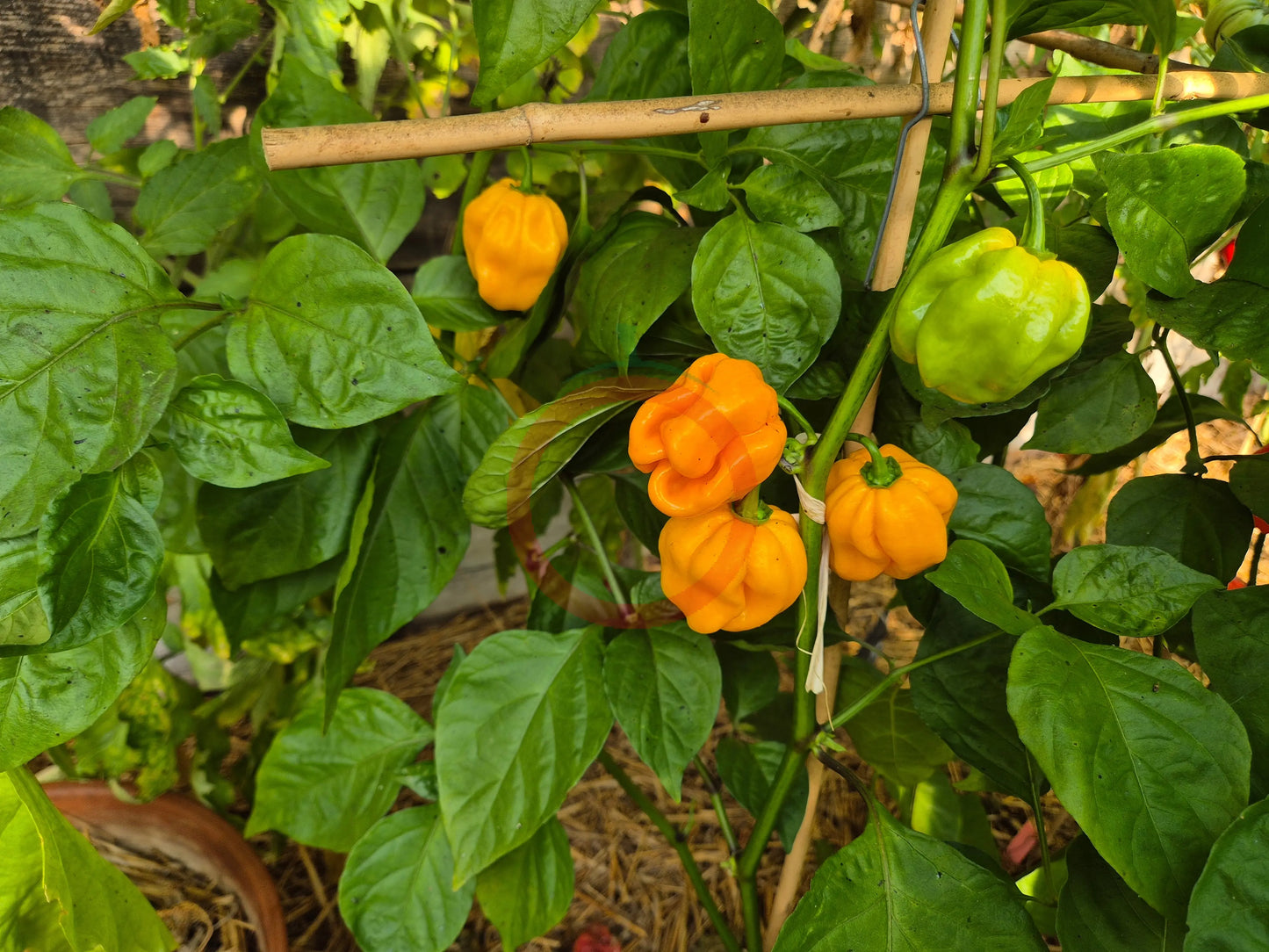 Habanero Tabaquite DER TOMATENFLÜSTERER