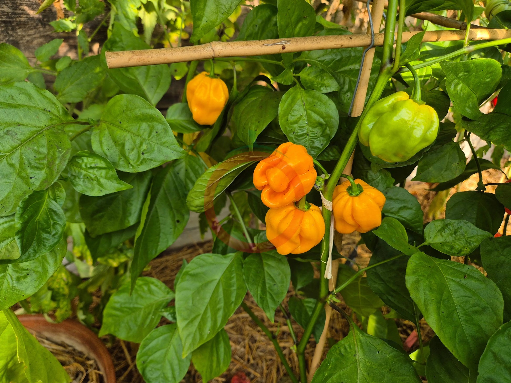 Habanero Tabaquite DER TOMATENFLÜSTERER