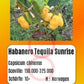 Habanero Tequila Sunrise DER TOMATENFLÜSTERER