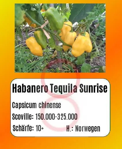 Habanero Tequila Sunrise DER TOMATENFLÜSTERER