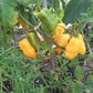 Habanero Tequila Sunrise DER TOMATENFLÜSTERER