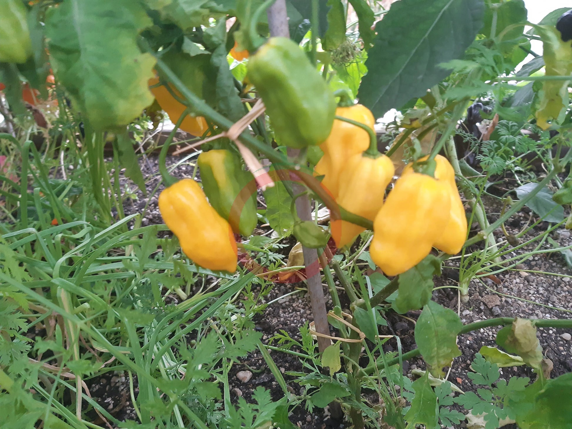 Habanero Tequila Sunrise DER TOMATENFLÜSTERER