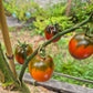 Haley's Sweet Mystery DER TOMATENFLÜSTERER