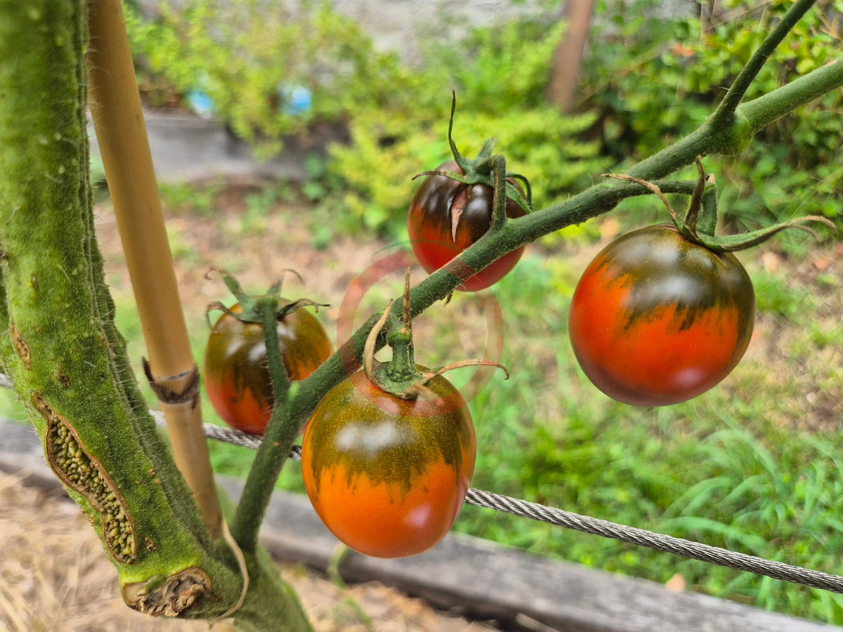 Haley's Sweet Mystery DER TOMATENFLÜSTERER
