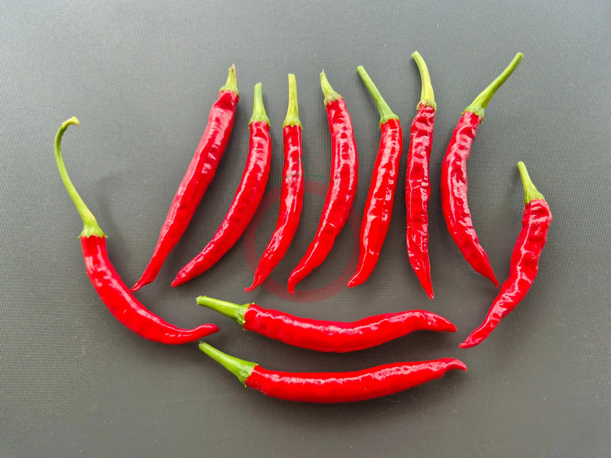 Han Rim Gwari Put DER TOMATENFLÜSTERER