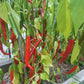 Han Rim Gwari Put DER TOMATENFLÜSTERER