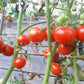 Harbinger DER TOMATENFLÜSTERER