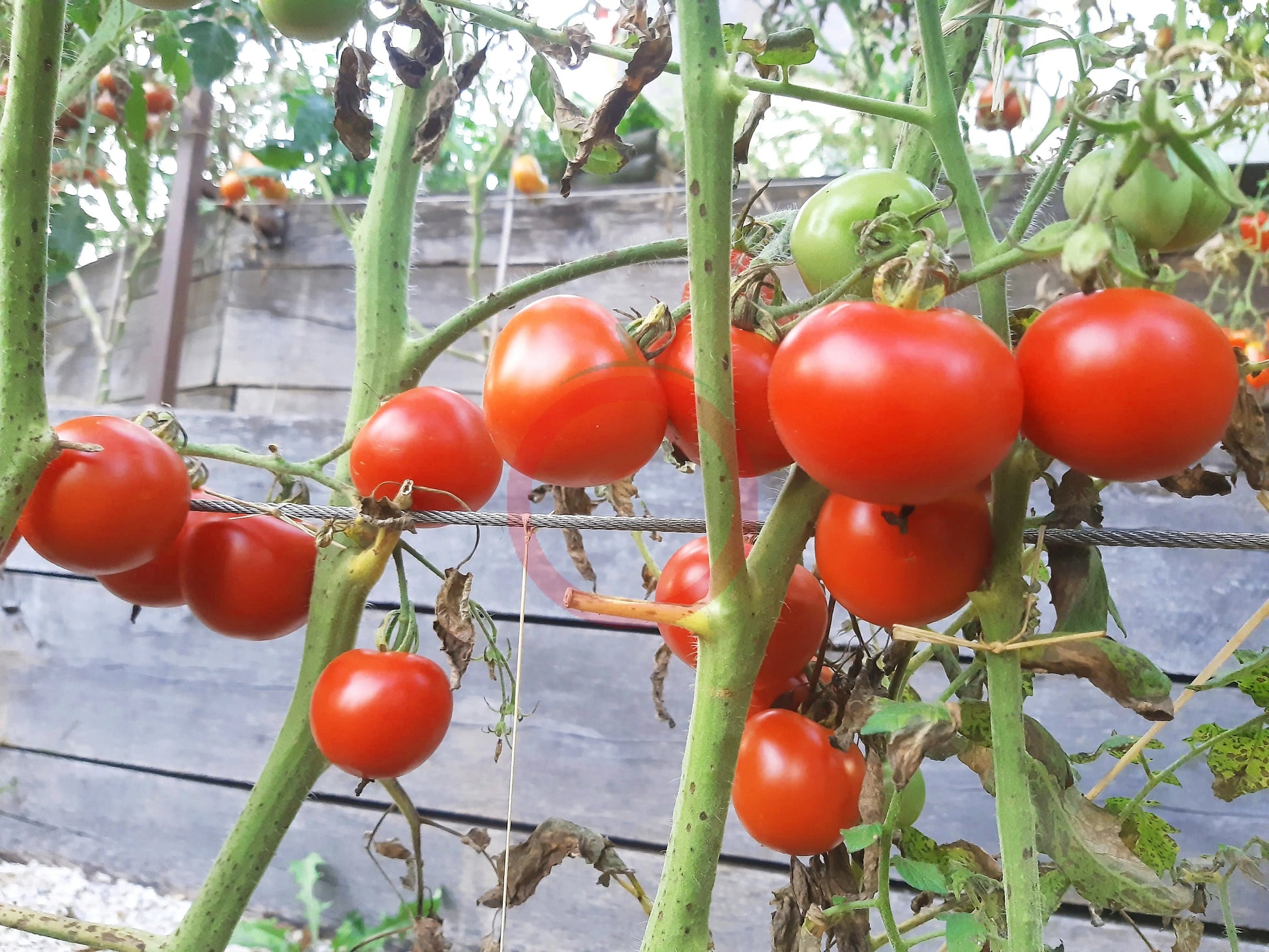 Harbinger DER TOMATENFLÜSTERER