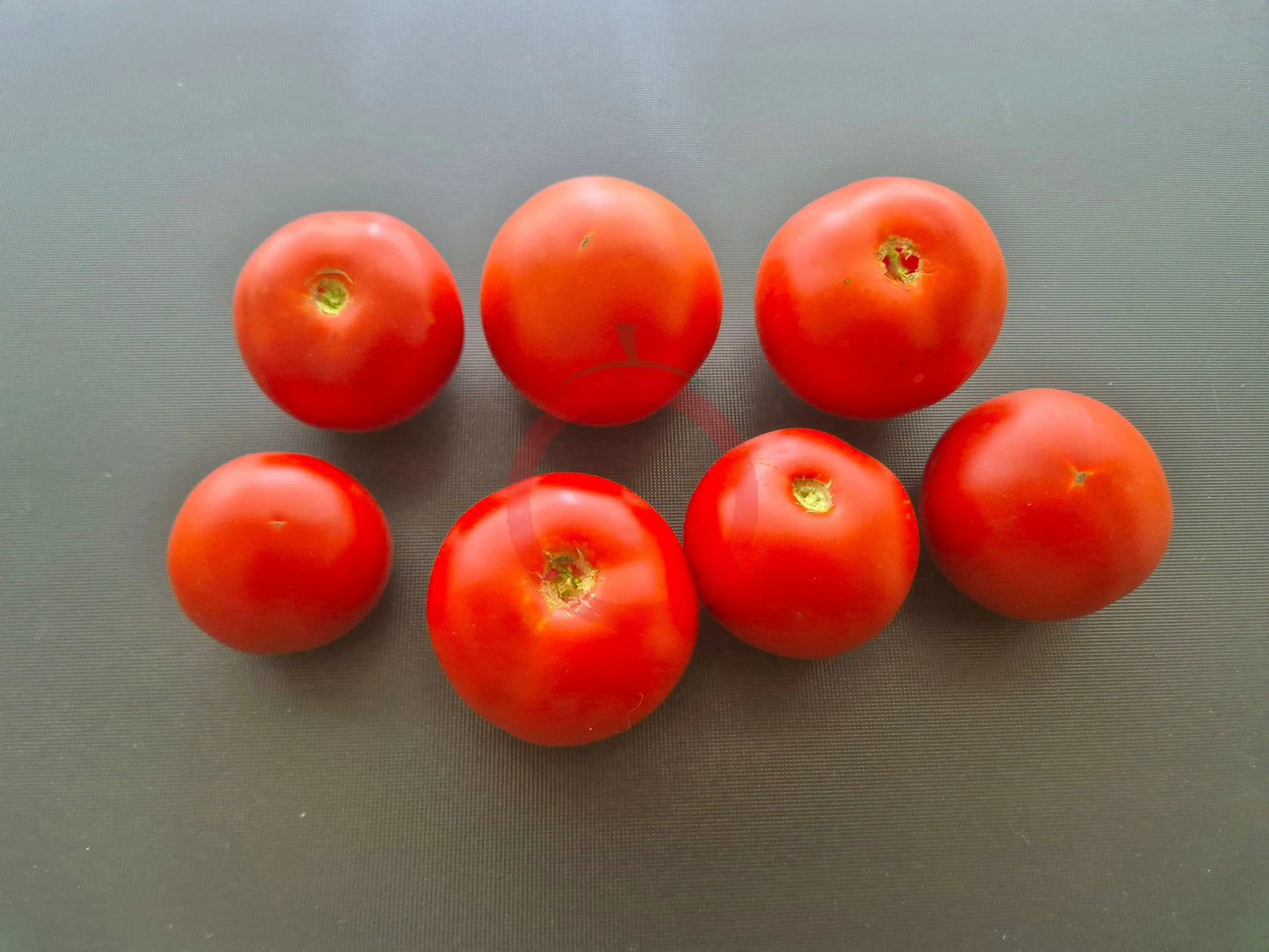 Harbinger DER TOMATENFLÜSTERER