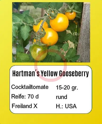 Hartman's Yellow Gooseberry DER TOMATENFLÜSTERER