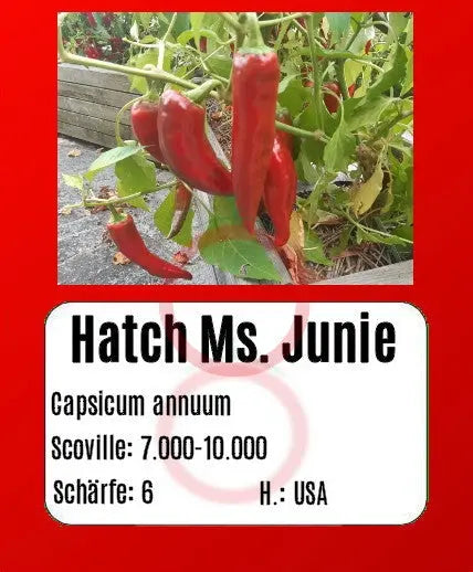 Hatch Ms. Junie DER TOMATENFLÜSTERER