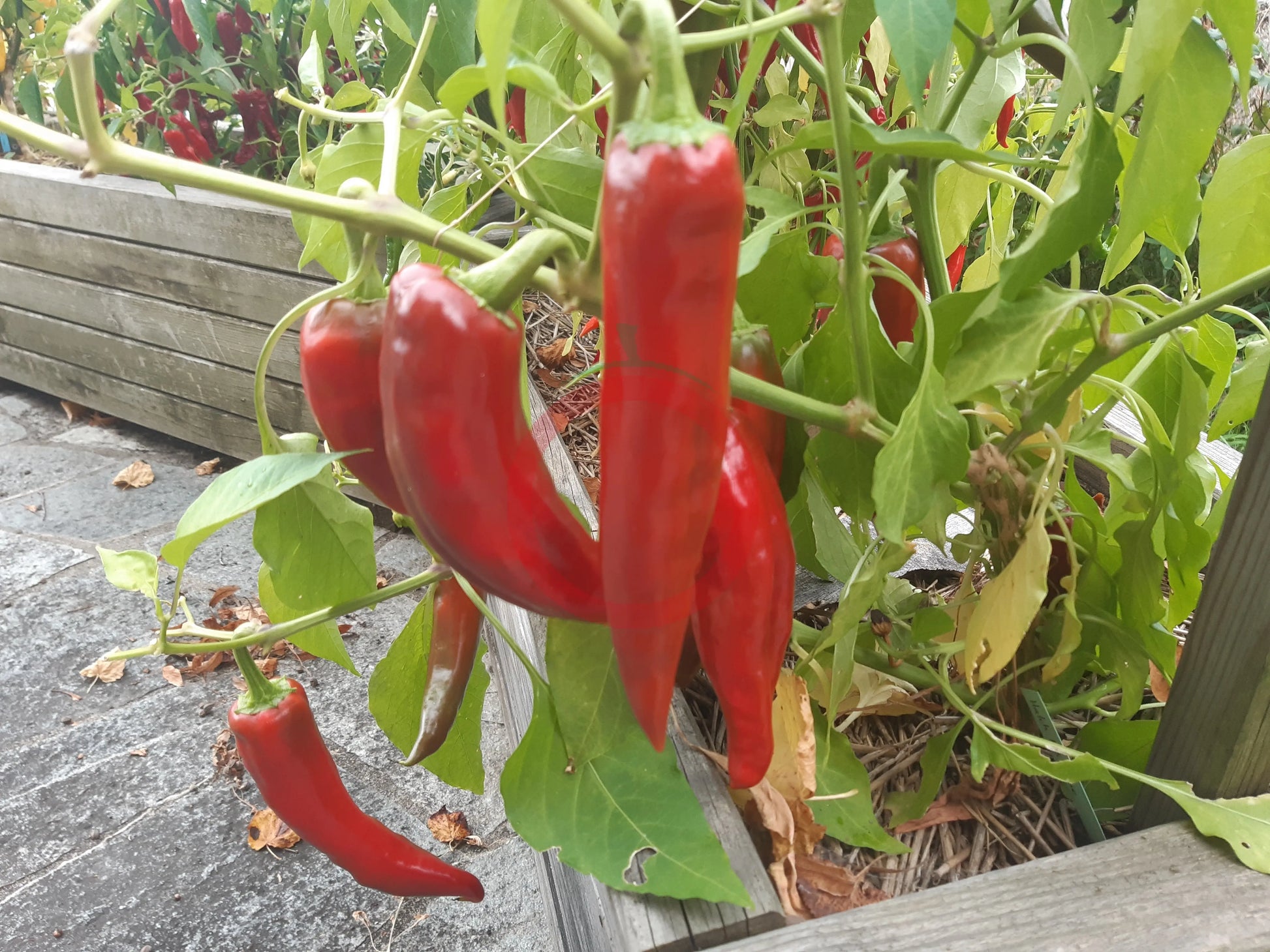 Hatch Ms. Junie DER TOMATENFLÜSTERER