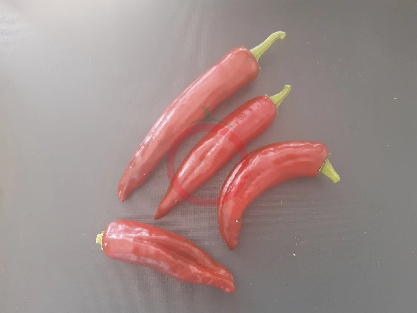 Hatch Ms. Junie DER TOMATENFLÜSTERER