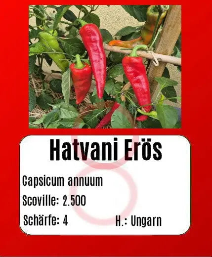 Hatvani Erös DER TOMATENFLÜSTERER
