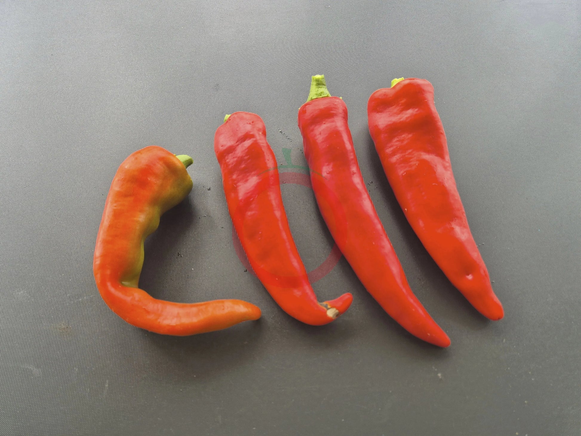 Hatvani Erös DER TOMATENFLÜSTERER