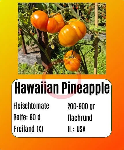 Hawaiian Pineapple DER TOMATENFLÜSTERER