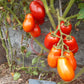 Heidi DER TOMATENFLÜSTERER