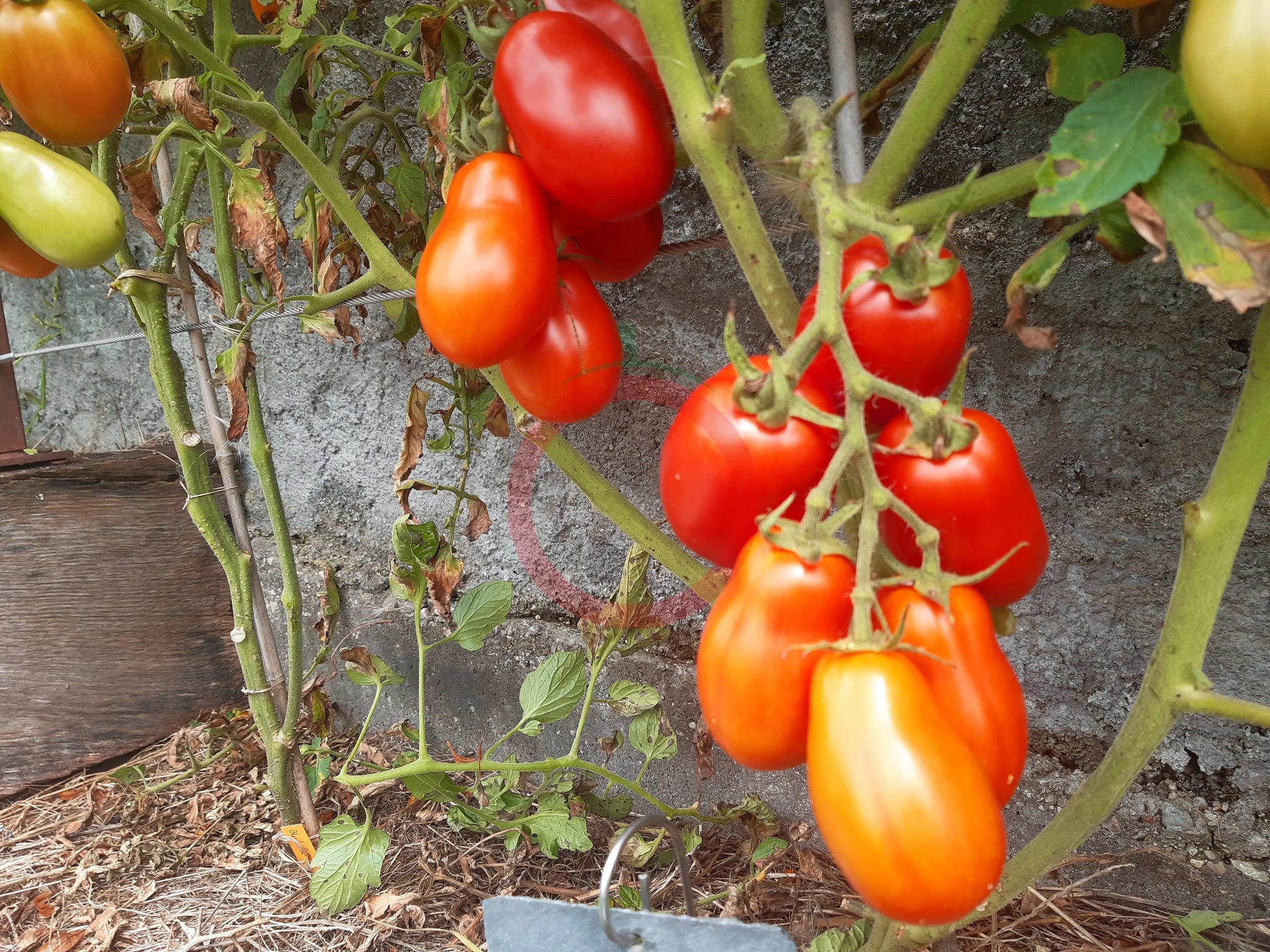 Heidi DER TOMATENFLÜSTERER