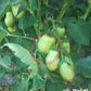 Heidi DER TOMATENFLÜSTERER